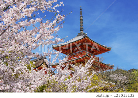 清水寺の桜の風景　京都の桜の名所　青空に映える三重塔　春の京都観光スポット 123013132