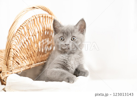 白バックとカゴに入ったシャルトリューの仔猫 123013143
