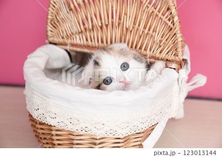 カゴに入ったスコティッシュフォールドの仔猫 123013144