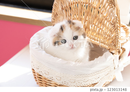 カゴに入ったスコティッシュフォールドの仔猫 123013148
