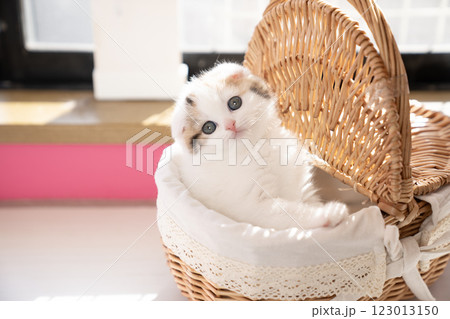 カゴに入ったスコティッシュフォールドの仔猫 123013150