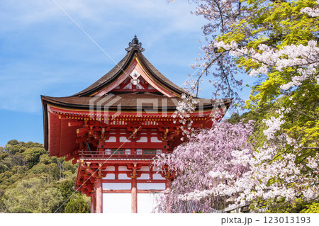 清水寺の桜の風景 京都の桜の名所 青空に映える仁王門 春の京都観光スポット 清水寺の桜の風景 京都の桜の名所 青空に映える仁王門 春の京都観光スポット 123013193