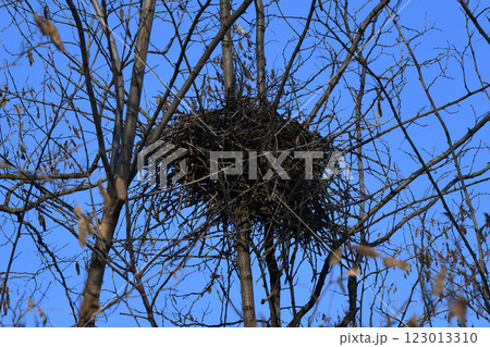 Nidology, study of birds nest. Hooded crow Corvus cornix nest. Clutch of 4 eggs. Hatching tray is made of grass, bast and lined with muskrat Nidology, study of birds nest. Hooded crow Corvus cornix nest. Clutch of 4 eggs. Hatching tray is made of grass, bast and lined with muskrat 123013310