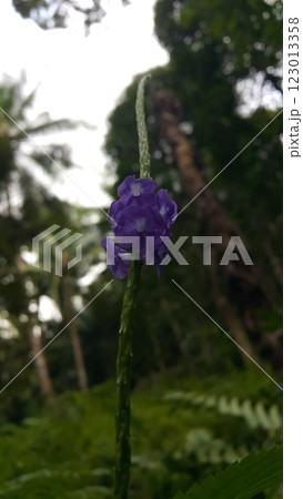 Background of purple flowers in the forest Background of purple flowers in the forest 123013358