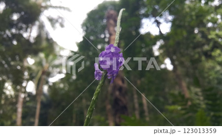 Background of purple flowers in the forest Background of purple flowers in the forest 123013359