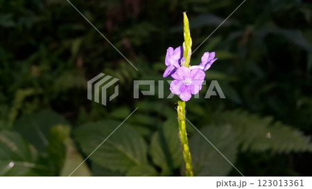 Background of purple flowers in the forest 123013361