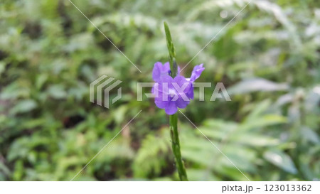 Background of purple flowers in the forest 123013362