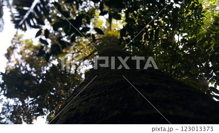 Large tree shot from below.の写真素材 [123013373] - PIXTA