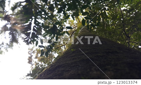 Large tree shot from below.の写真素材 [123013374] - PIXTA