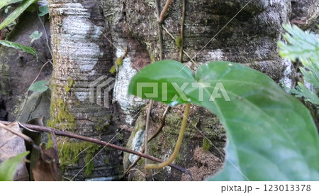 Green moss clings to a large tree. 123013378