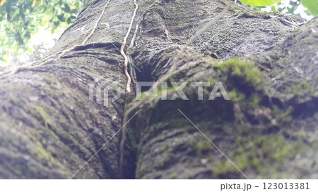 Green moss clings to a large tree. 123013381