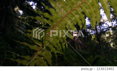 Big spider's photo. Photo taken in the forest. 123013401