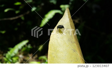 Tiny spider's photo. Photo taken in the forest. Tiny spider's photo. Photo taken in the forest. 123013407