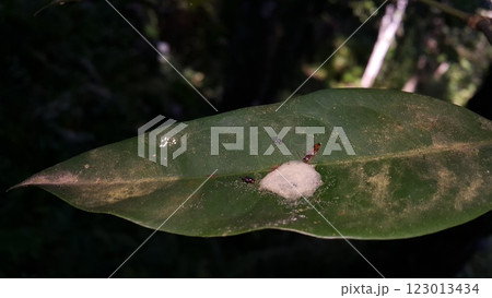 Photo of a small animal eating on a leaf Photo of a small animal eating on a leaf 123013434
