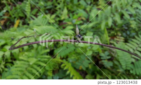 A winged black ant perched on a log. 123013438