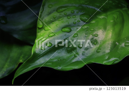 Large leaf with water drops 123013519