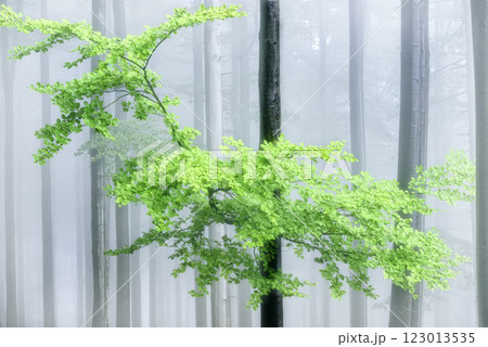 Forest view of tree trunks with branches 123013535