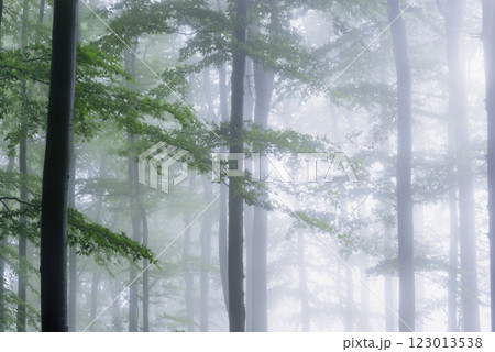 Forest view of tree trunks with branches Forest view of tree trunks with branches 123013538