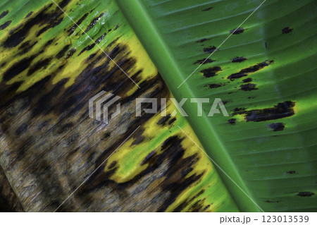 Close-up view of a banana leaf 123013539