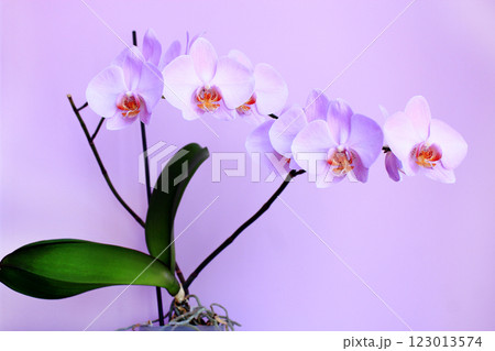 Pink orchid. Branch of blooming decorative flower 123013574