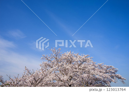 満開の桜と爽やかな青空《春の風景・桜イメージ素材》 満開の桜と爽やかな青空《春の風景・桜イメージ素材》 123013764
