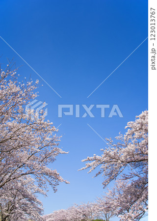 満開の桜と爽やかな青空《春の風景・桜イメージ素材》 123013767