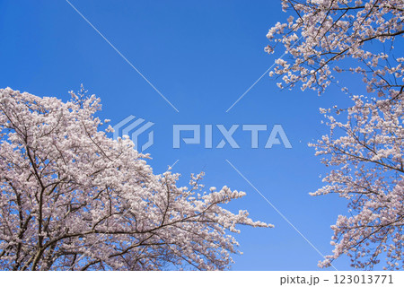 満開の桜と爽やかな青空《春の風景・桜イメージ素材》 満開の桜と爽やかな青空《春の風景・桜イメージ素材》 123013771