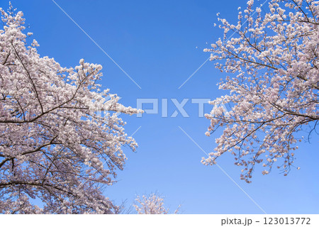 満開の桜と爽やかな青空《春の風景・桜イメージ素材》 123013772