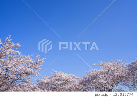 満開の桜と爽やかな青空《春の風景・桜イメージ素材》 満開の桜と爽やかな青空《春の風景・桜イメージ素材》 123013774
