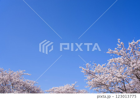 満開の桜と爽やかな青空《春の風景・桜イメージ素材》 123013775
