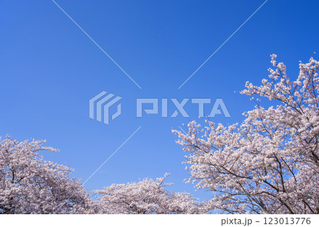 満開の桜と爽やかな青空《春の風景・桜イメージ素材》 123013776
