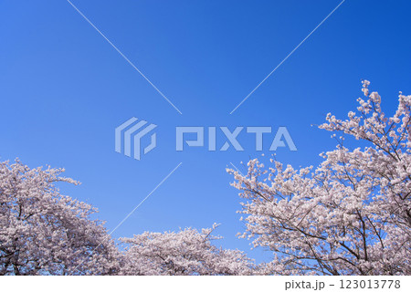 満開の桜と爽やかな青空《春の風景・桜イメージ素材》 123013778