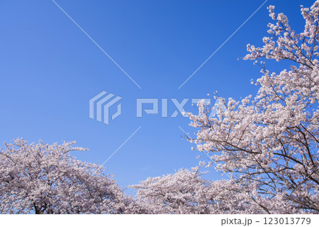 満開の桜と爽やかな青空《春の風景・桜イメージ素材》 123013779