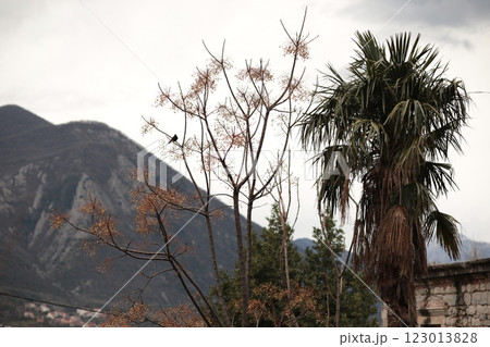 Tall palm trees and leafless branches contrast against a cloudy mountainous backdrop during the late afternoon in a serene landscape of Montenegro Tall palm trees and leafless branches contrast against a cloudy mountainous backdrop during the late afternoon in a serene landscape of Montenegro 123013828