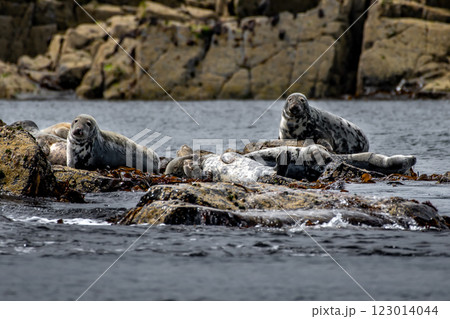 Colony With Group Of Atlantic Grey Seals (Halichoerus Grypus) On The Isle Of May In The Firth Of Forth Near Anstruther In Scotland 123014044