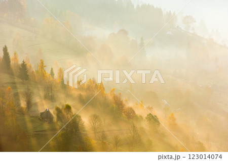 forest in fog on hillside at sunrise. scenic carpathian mountain landscape in morning light. beautiful nature background in autumn weather. natural environment. countryside in fall season forest in fog on hillside at sunrise. scenic carpathian mountain landscape in morning light. beautiful nature background in autumn weather. natural environment. countryside in fall season 123014074