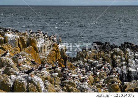 Group Of Seabird Species Atlantic Puffin (Fratercula arctica) On The Isle Of May In The Firth Of Forth Near Anstruther In Scotland Group Of Seabird Species Atlantic Puffin (Fratercula arctica) On The Isle Of May In The Firth Of Forth Near Anstruther In Scotland 123014078