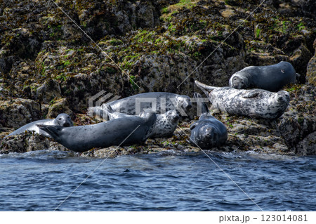 Colony With Group Of Atlantic Grey Seals (Halichoerus Grypus) On The Isle Of May In The Firth Of Forth Near Anstruther In Scotland 123014081