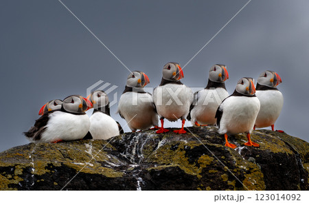 Group Of Seabird Species Atlantic Puffin (Fratercula arctica) On The Isle Of May In The Firth Of Forth Near Anstruther In Scotland 123014092
