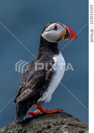 Seabird Species Atlantic Puffin (Fratercula arctica) On The Isle Of May In The Firth Of Forth Near Anstruther In Scotland Seabird Species Atlantic Puffin (Fratercula arctica) On The Isle Of May In The Firth Of Forth Near Anstruther In Scotland 123014105