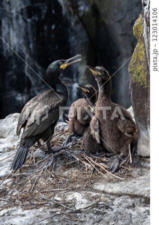 Nest With Three Chicks Of Seabird Species Shag (Gulosus aristotelis) On The Isle Of May In The Firth Of Forth Near Anstruther In Scotland Nest With Three Chicks Of Seabird Species Shag (Gulosus aristotelis) On The Isle Of May In The Firth Of Forth Near Anstruther In Scotland 123014106