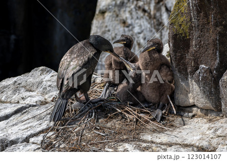 Nest With Three Chicks Of Seabird Species Shag (Gulosus aristotelis) On The Isle Of May In The Firth Of Forth Near Anstruther In Scotland Nest With Three Chicks Of Seabird Species Shag (Gulosus aristotelis) On The Isle Of May In The Firth Of Forth Near Anstruther In Scotland 123014107