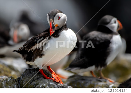 Seabird Species Atlantic Puffin (Fratercula arctica) On The Isle Of May In The Firth Of Forth Near Anstruther In Scotland 123014124