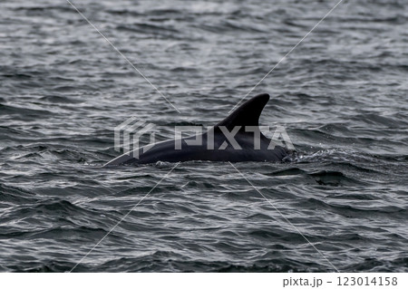 Bottlenose Dolphin (Delphinus Truncatus) In The Moray Firth At Chanonry Point Near Inverness In Scotland 123014158