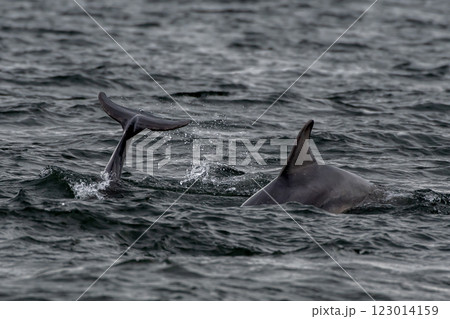 Bottlenose Dolphin (Delphinus Truncatus) In The Moray Firth At Chanonry Point Near Inverness In Scotland 123014159