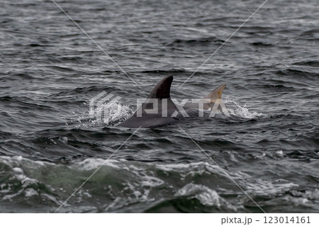 Bottlenose Dolphin (Delphinus Truncatus) In The Moray Firth At Chanonry Point Near Inverness In Scotland Bottlenose Dolphin (Delphinus Truncatus) In The Moray Firth At Chanonry Point Near Inverness In Scotland 123014161