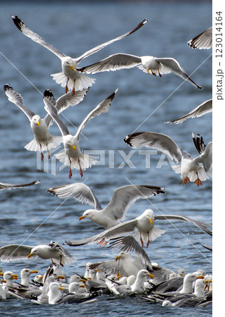 Flock Of Herring Gulls (Larus Argentatus) Feeding On Pray In The Morray Firth At Chanonry Point Near Inverness In Scotland, UK 123014164