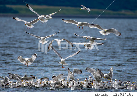 Flock Of Herring Gulls (Larus Argentatus) Feeding On Pray In The Morray Firth At Chanonry Point Near Inverness In Scotland, UK 123014166