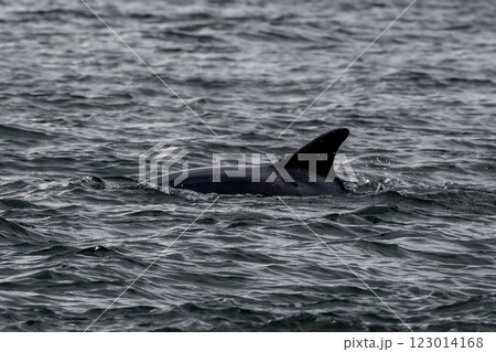 Bottlenose Dolphin (Delphinus Truncatus) In The Moray Firth At Chanonry Point Near Inverness In Scotland 123014168