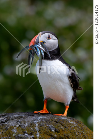 Seabird Species Atlantic Puffin (Fratercula arctica) With Sandeels On The Isle Of May In The Firth Of Forth Near Anstruther In Scotland Seabird Species Atlantic Puffin (Fratercula arctica) With Sandeels On The Isle Of May In The Firth Of Forth Near Anstruther In Scotland 123014175